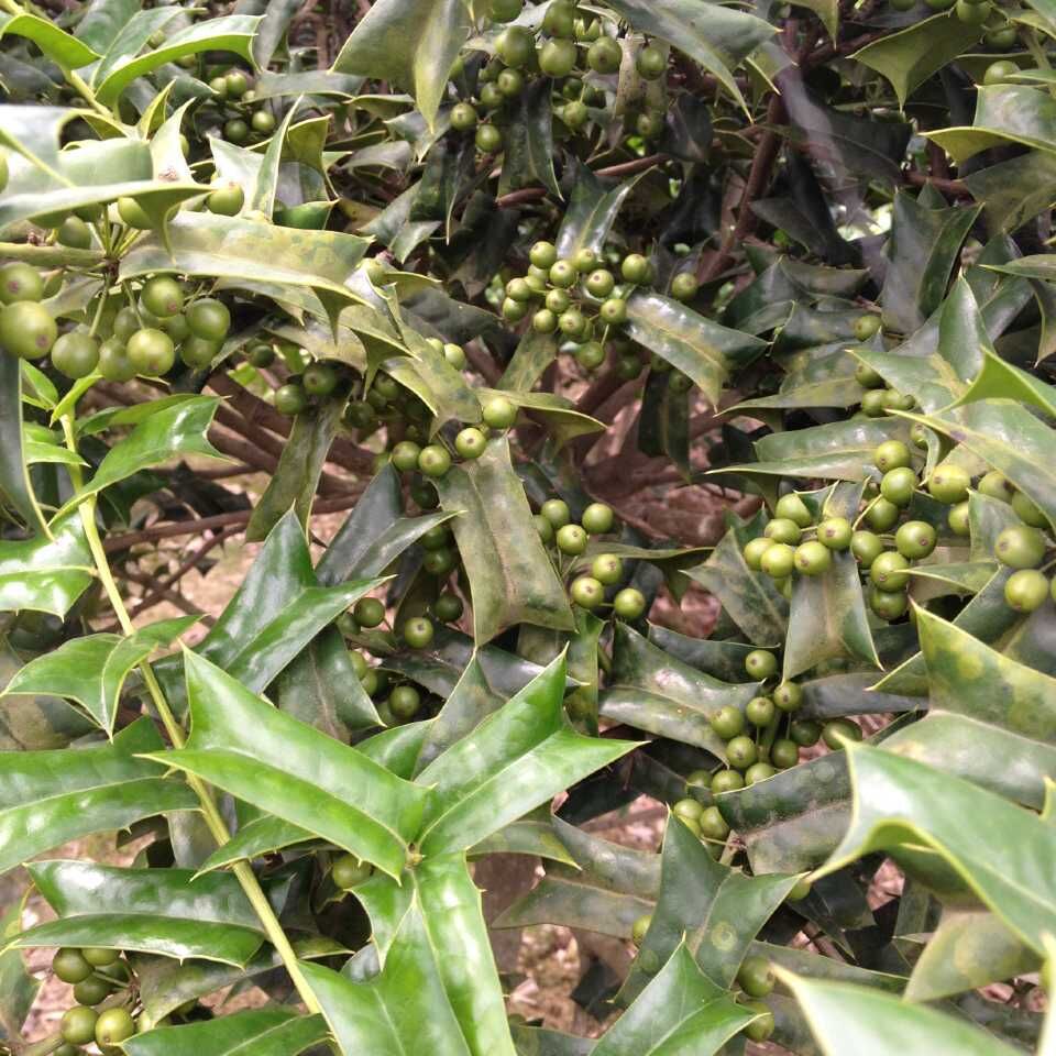 绿化现货多种规格保成活