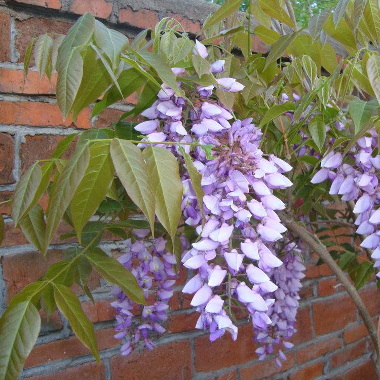 批发紫藤树种子 紫藤种子 多花紫藤苗 紫花紫藤 攀援花卉