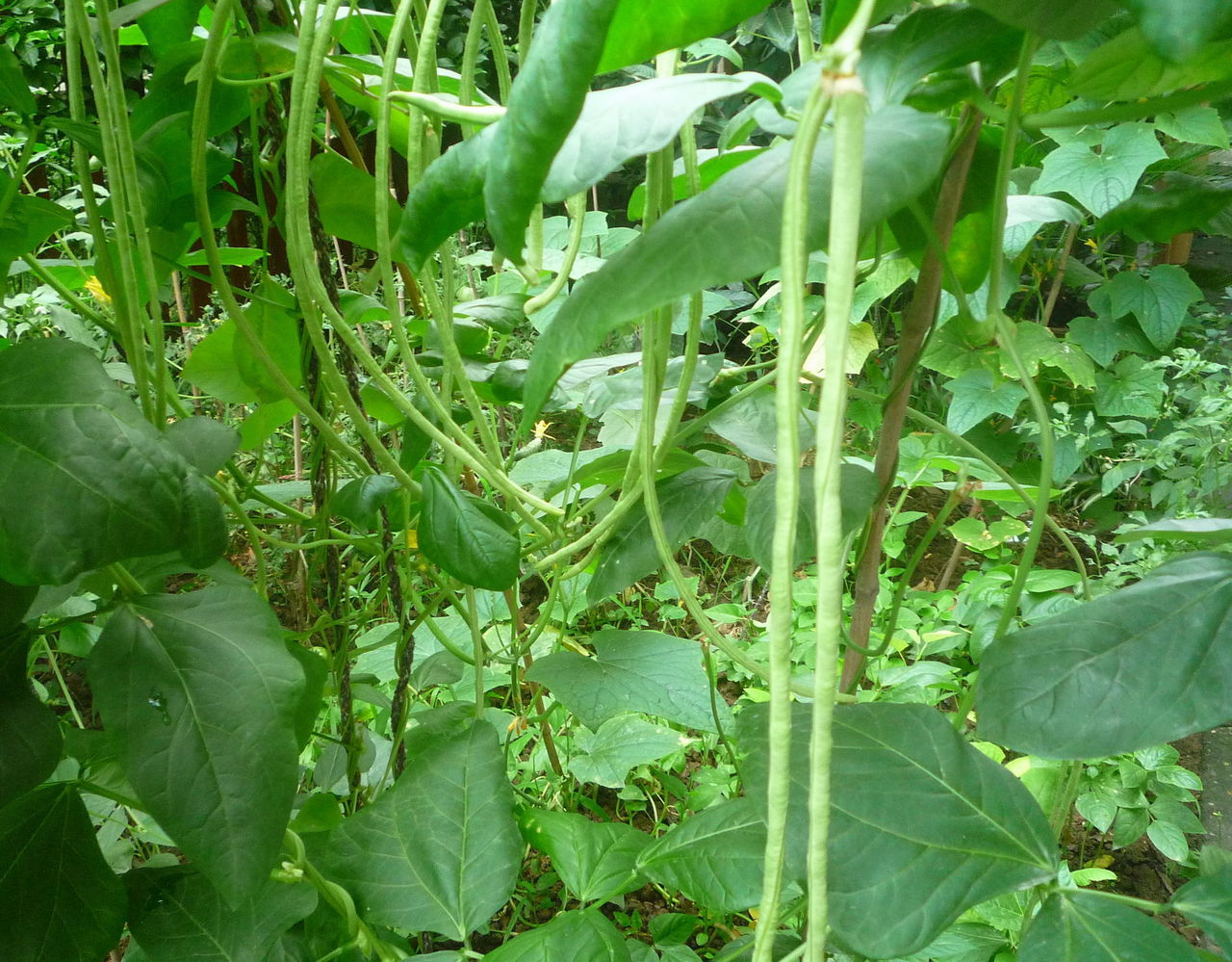 在先食品厂批发农家瓦缸优质泡菜酸豇豆酸豆角绿色无添加20公斤