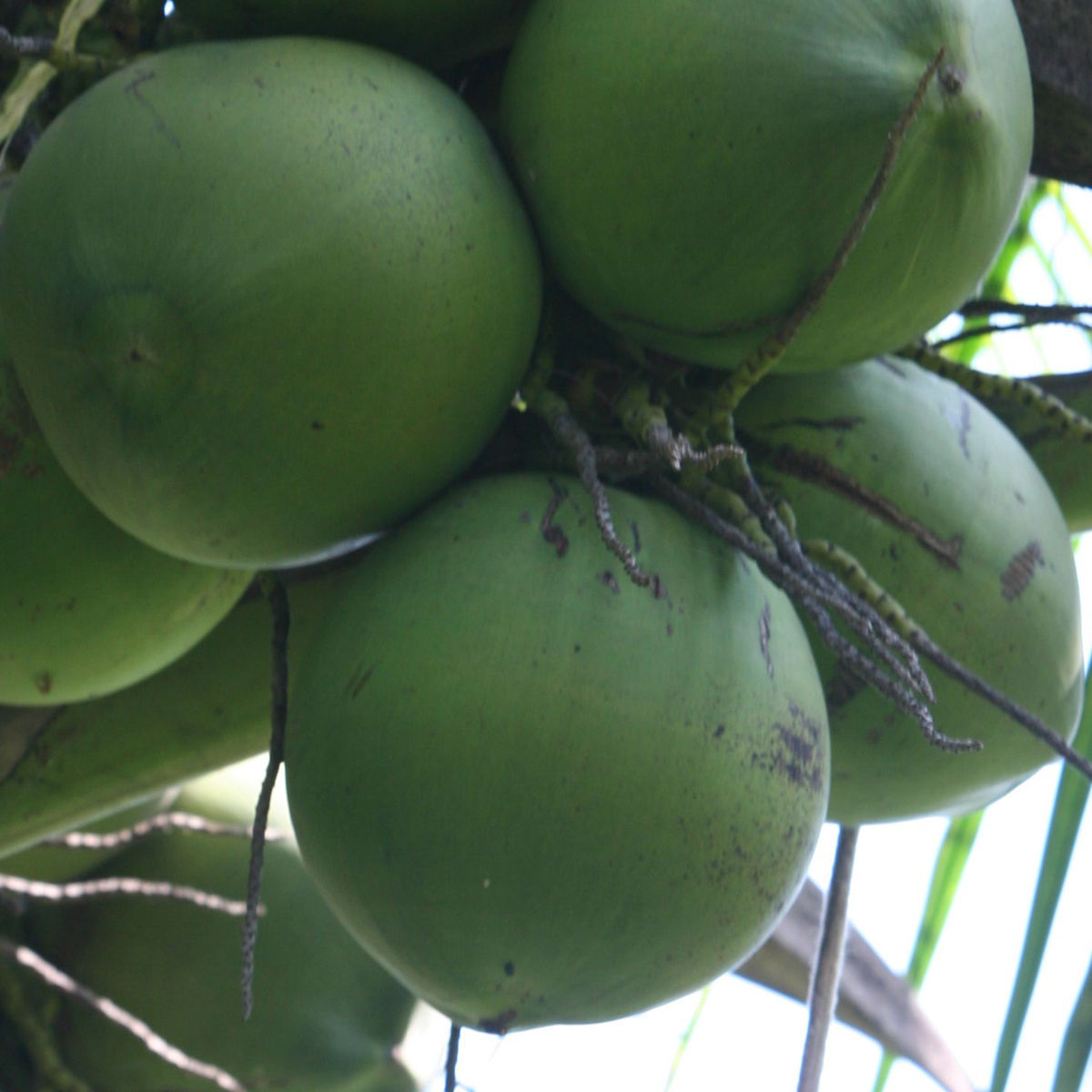 批发海南新鲜水果 青椰子带皮椰子 椰子肉厚 按个 一件代发 - 食品饮