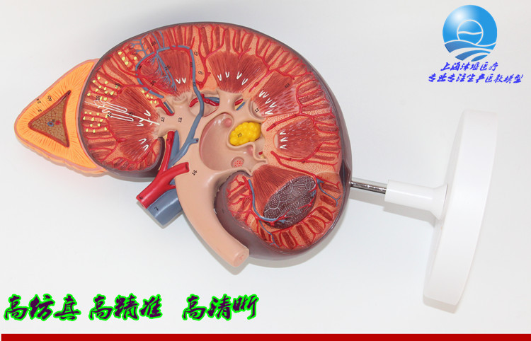 由肾脏剖面组成,显示肾剖面的肾皮质,肾髓质,近曲小管,远曲小管,髓袢