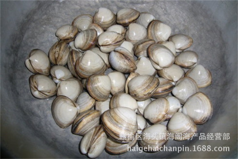 连云港海产品 批发 海鲜 白蛤 蛤蜊 白蛤蜊 产地直销