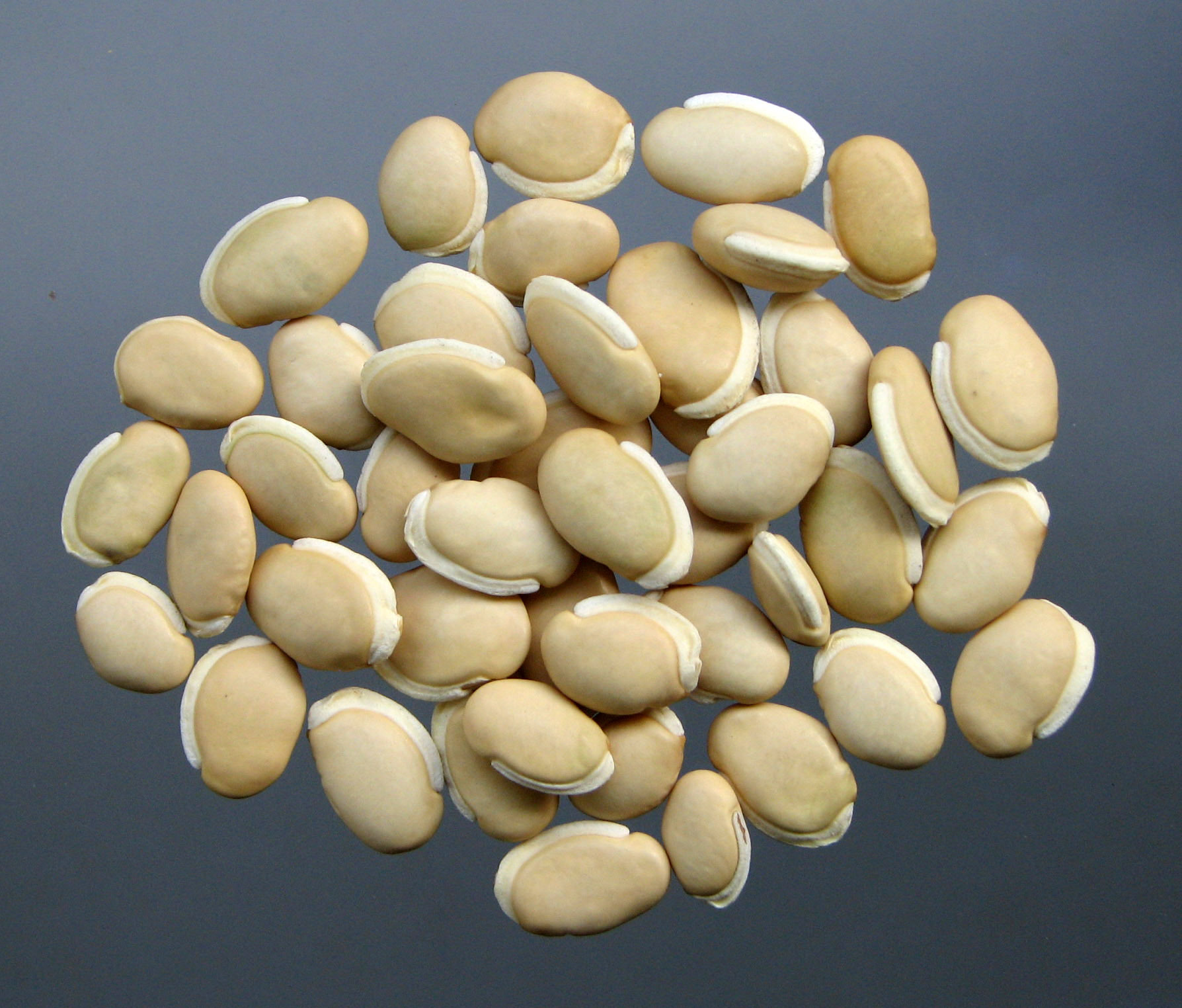 批发 低温烘焙白扁豆 磨粉 现磨豆浆熟白扁豆 五谷杂粮原料 - 蔬菜批