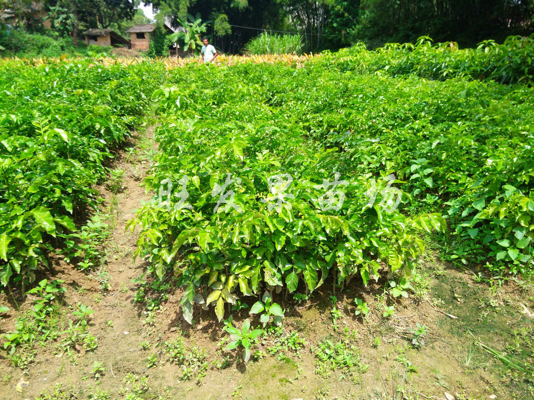 批发供应 乌金黄皮苗新品种 品种保证 盆栽可结果