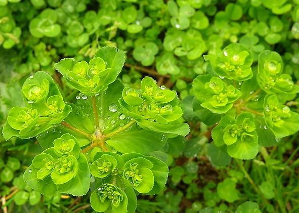 泽漆提取物 猫眼草提取物10:1 森冉生物