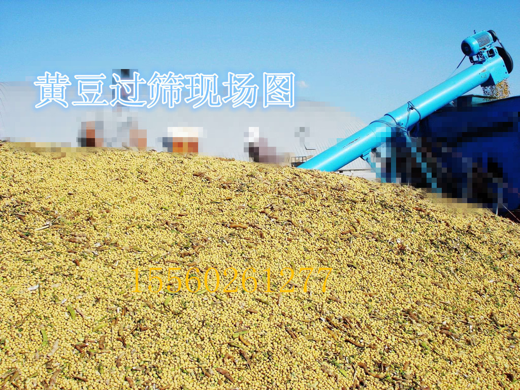 筛分前黄豆_副本