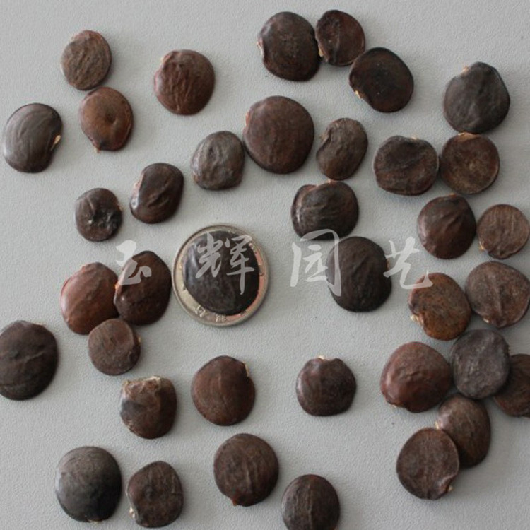 批发紫藤树种子 紫藤种子 多花紫藤苗 紫花紫藤 攀援花卉欢迎选购