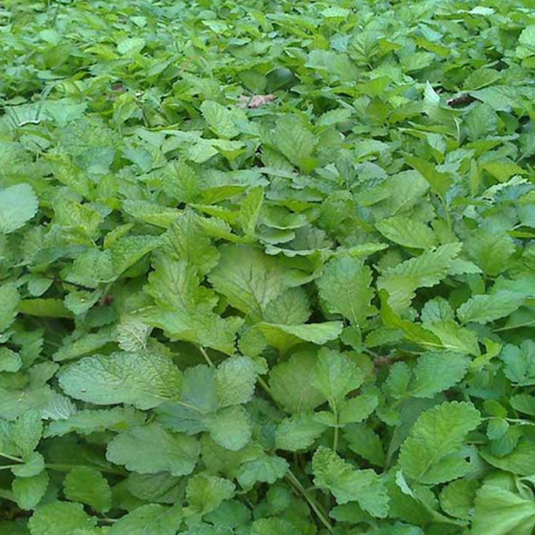 批发中药材种子基地直供 丹参种苗 一年生丹参苗量大从优