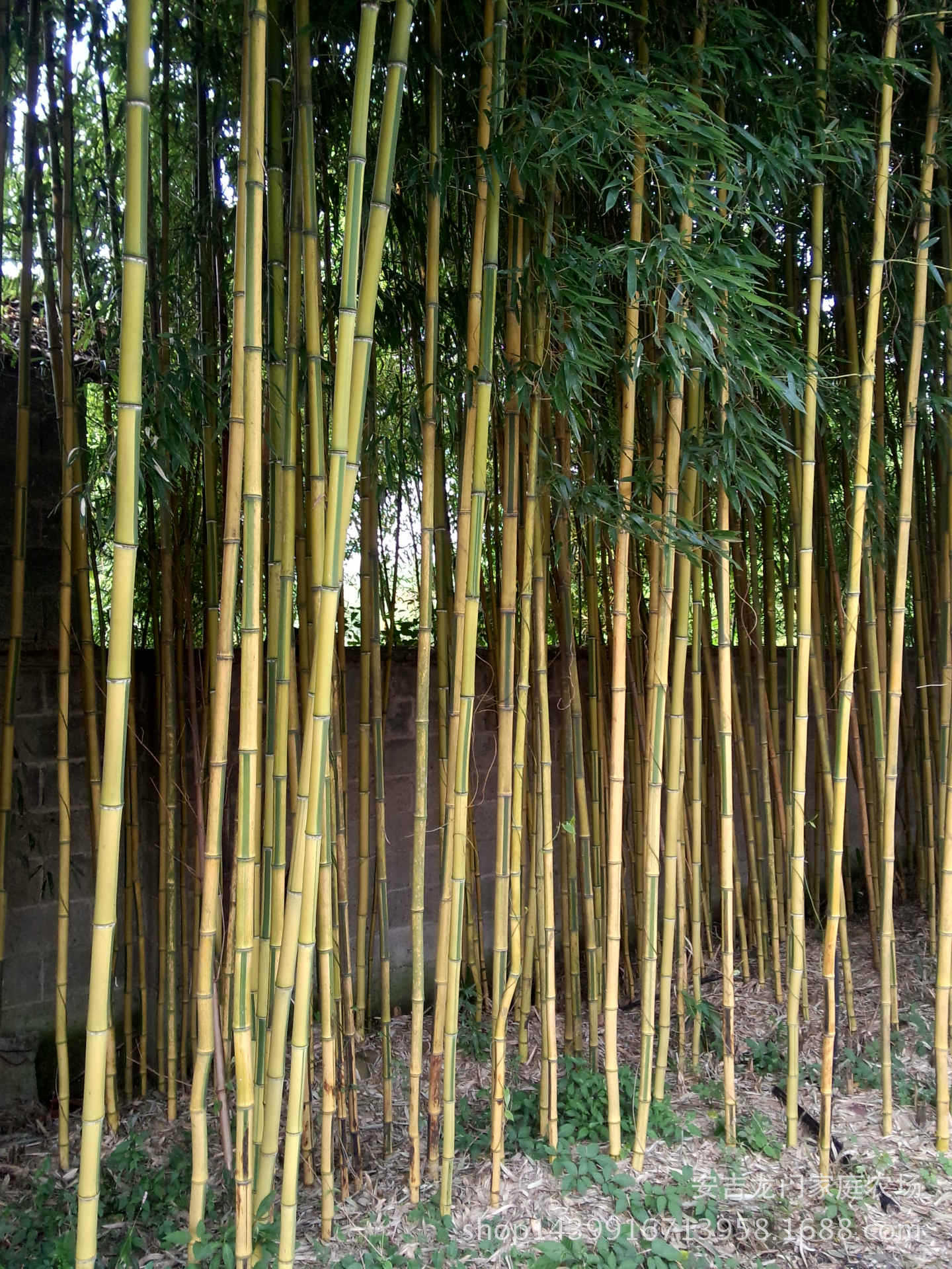产地**金镶玉竹苗绿化用竹苗观赏竹苗庭院用工程用苗-竹制品产业网