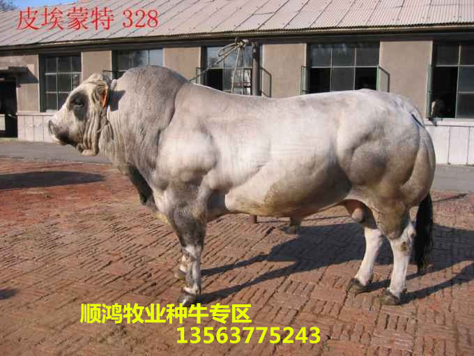 热销肉牛纯种鲁西黄牛西门塔尔牛杂交肉牛犊利木赞提供技术