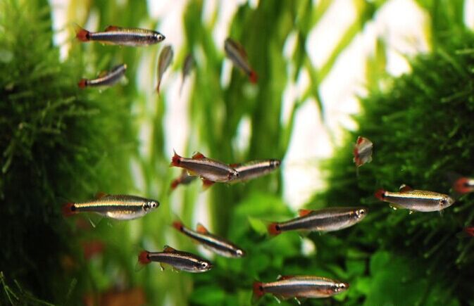 热带观赏鱼批发 蓝眼灯鱼蓝眼睛鱼青鳉鱼女王灯鱼群游鱼草缸鱼