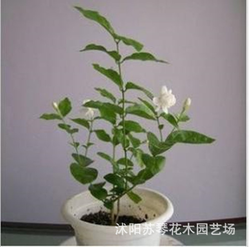批发室内花卉 茉莉花盆栽 双瓣重瓣茉莉花苗 茉莉花 净化空气包邮