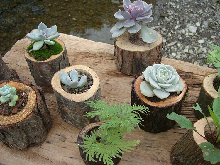 多肉花盆 木 原木花盆 树根树桩 多肉植物盆栽器 带树皮花.