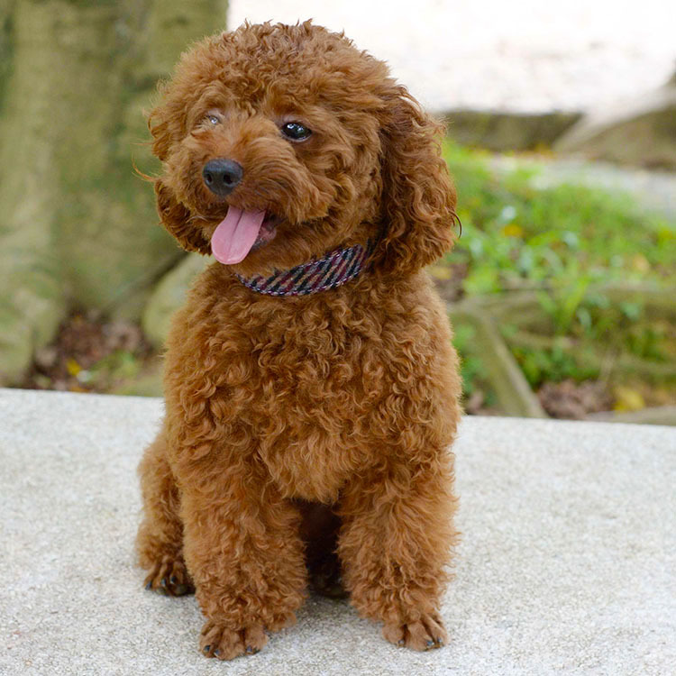 宠物项圈_厂家直销 时尚千鸟格pu皮小中型泰迪宠物外出狗拉圈