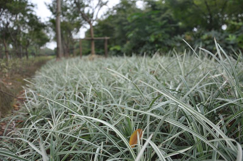 银边沿阶草 四川沿阶草 成都灌木 银丝草 沿阶草批发