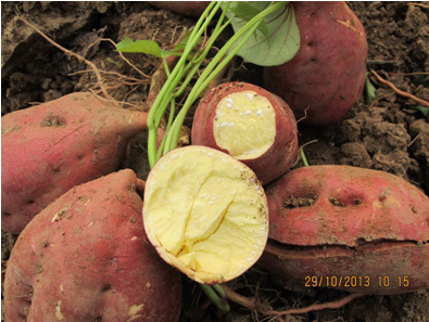 河南瓦岗红薯批发红薯价格徐薯32红薯现货150吨现货供