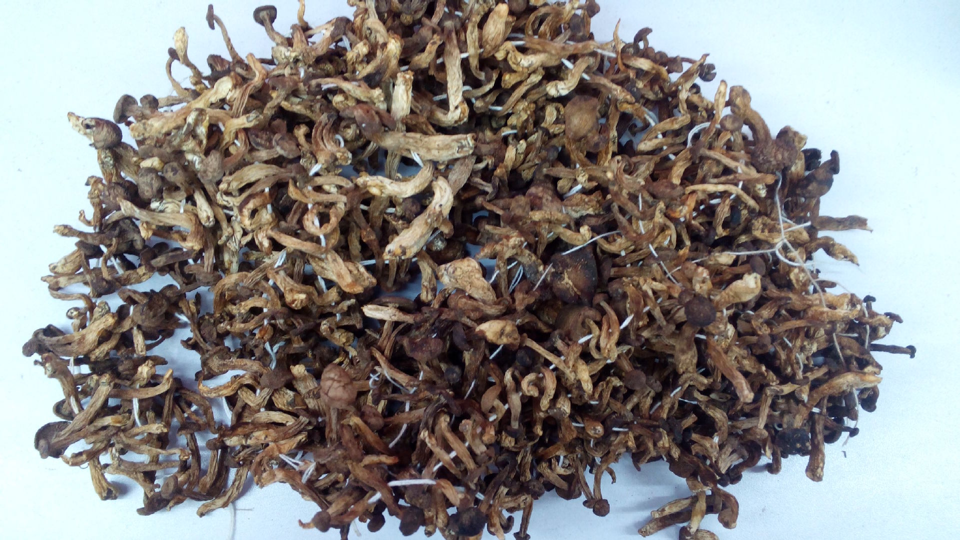 野生毛尖蘑 黄金蘑 黑龙江省大兴安岭森