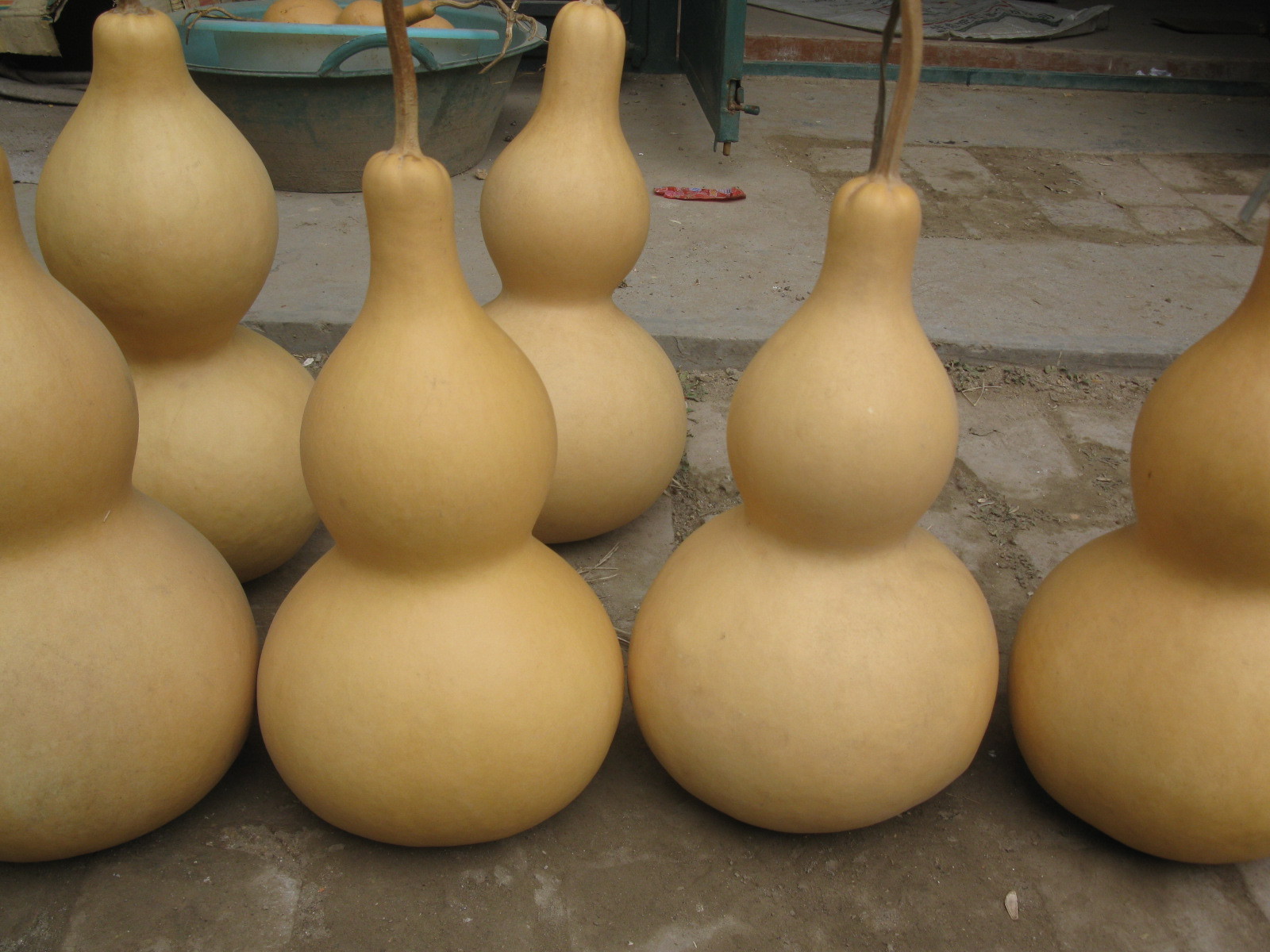 热销天然大葫芦烫画葫芦中号葫芦文玩葫芦大葫芦