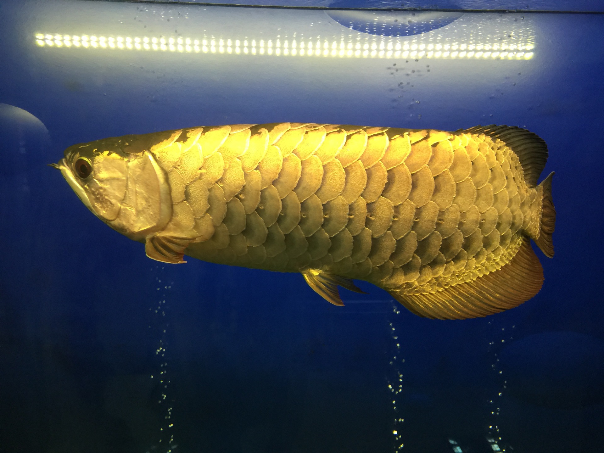 会跳的龙鱼---五谷办公室趣事分享