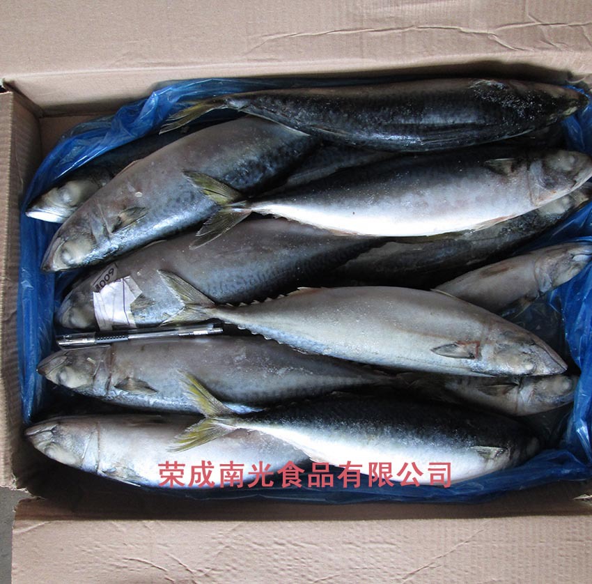 2015 ������600g���� 4