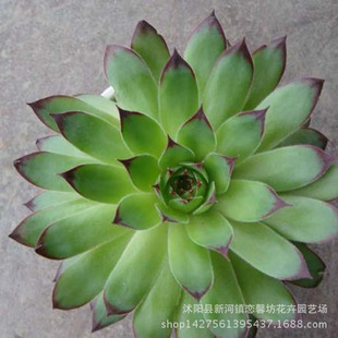 观音莲花卉