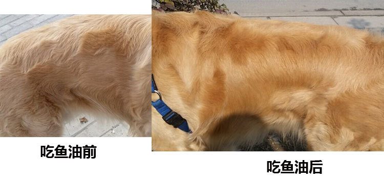 爱卡宠冰岛三文鱼油狗用200ml瓶装物鱼油 泰迪金毛美毛鱼油