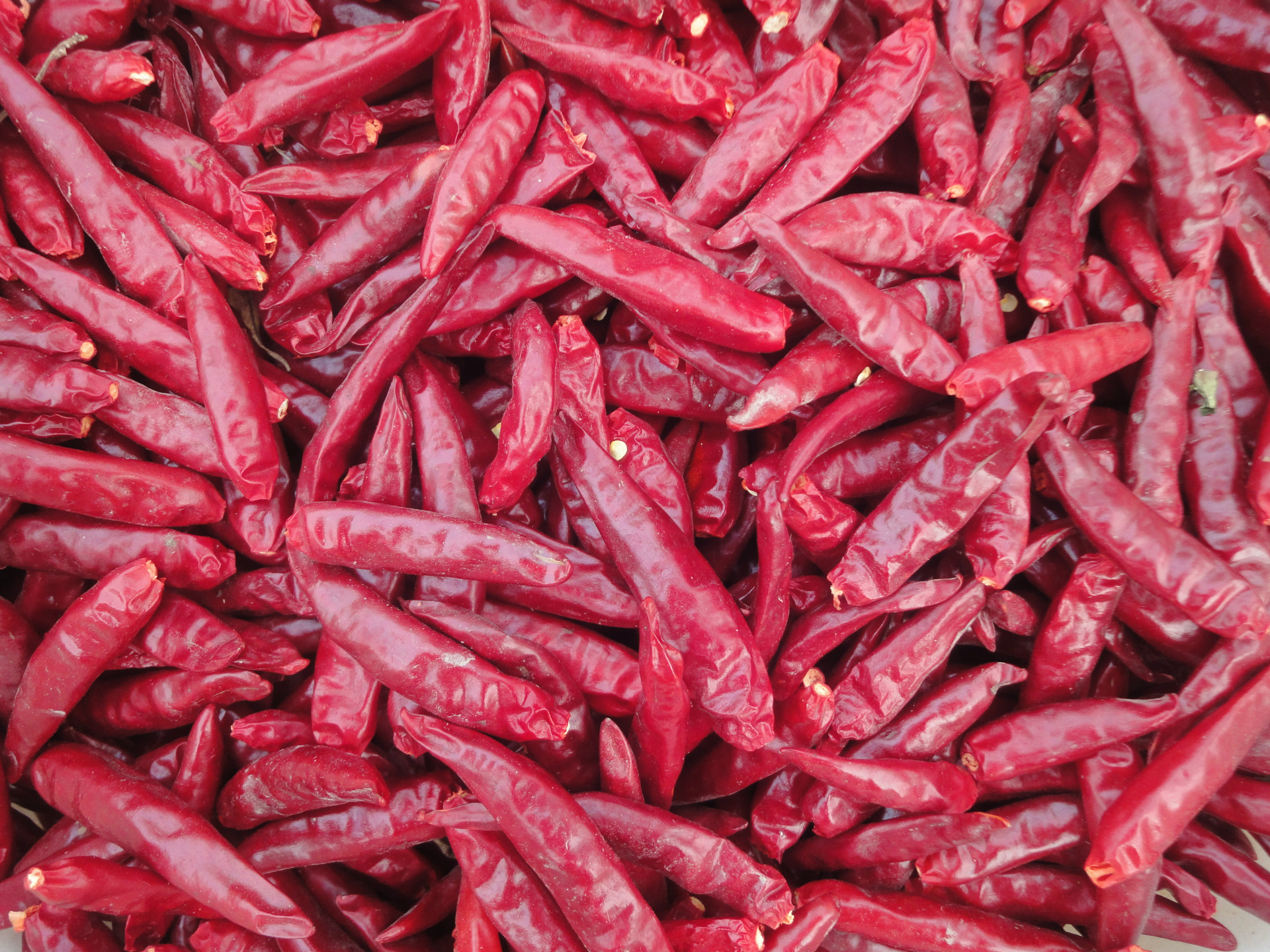 大量供应尖辣椒