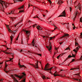 3万成交0笔10年复购率:供应 保鲜甜椒,彩椒,五彩椒,欢迎咨询业务德州