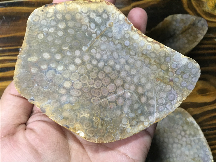 海南潭门 珊瑚玉化石菊花石 鱼缸摆件原石原料批发 按块批