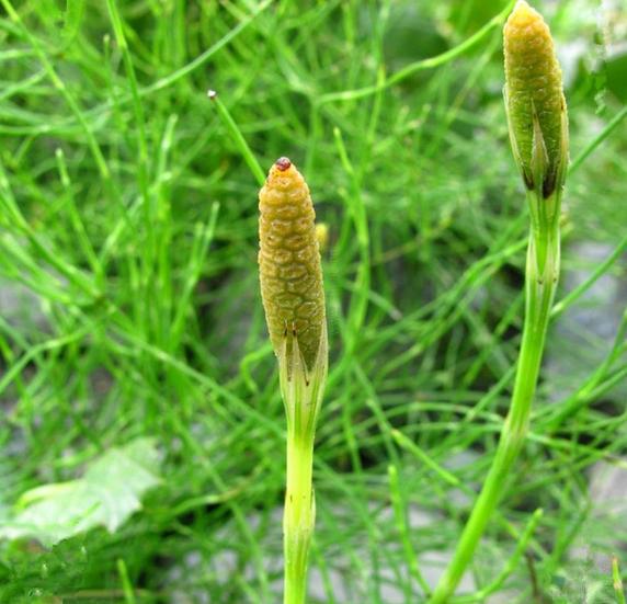 问荆提取物 节节草提取物 包邮