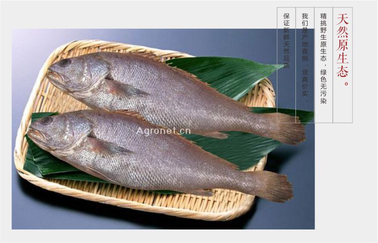 新鲜鲜活米鱼 冰冻 鱼类 海鲜海产品批发 产地直销海