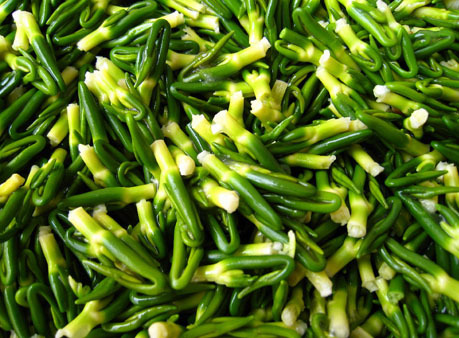 莲心提取物莲子心提取物101莲薏提取物