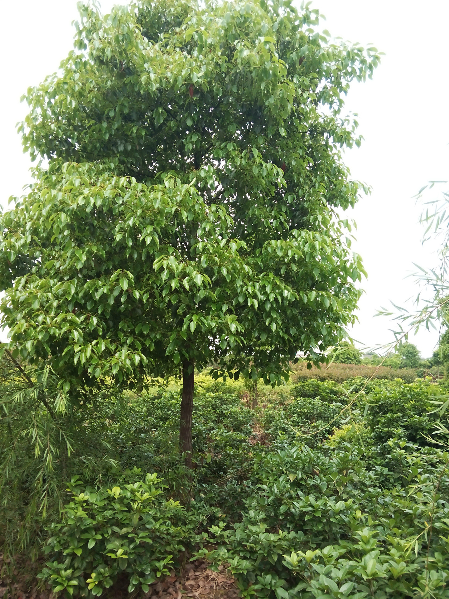 香樟 香樟树苗 胸径10cm 常绿乔木 直生香樟 丛生香樟树