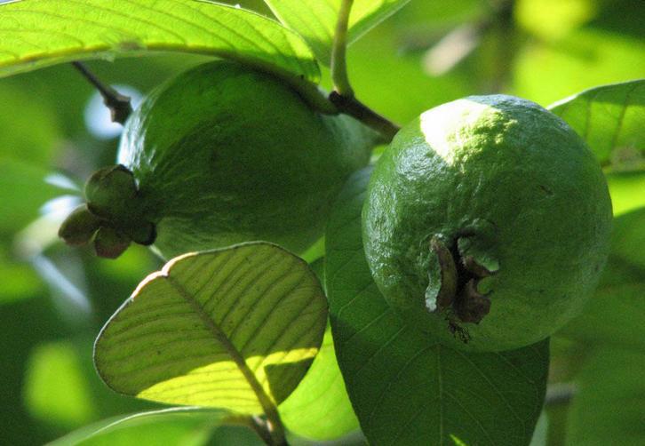 番石榴叶提取物 10:1