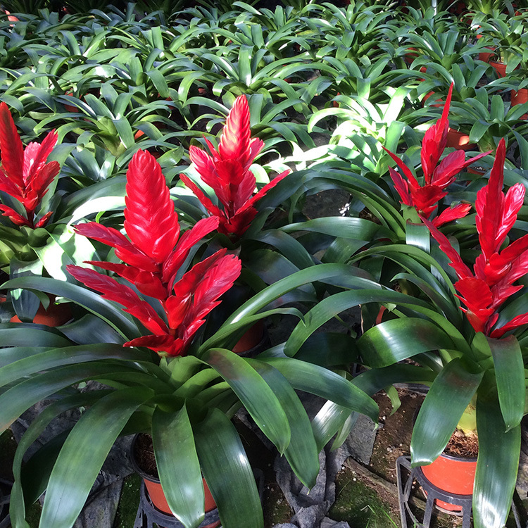 卡丽 室内植物 室内植物 盆栽批发 一件32盆 2月上市