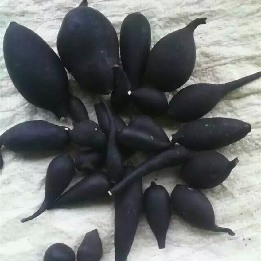 灵芝之家 乌灵参 鸡枞蛋 雷震子