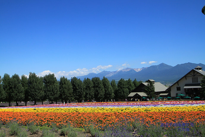 富田农场位于日本北海道的富良野