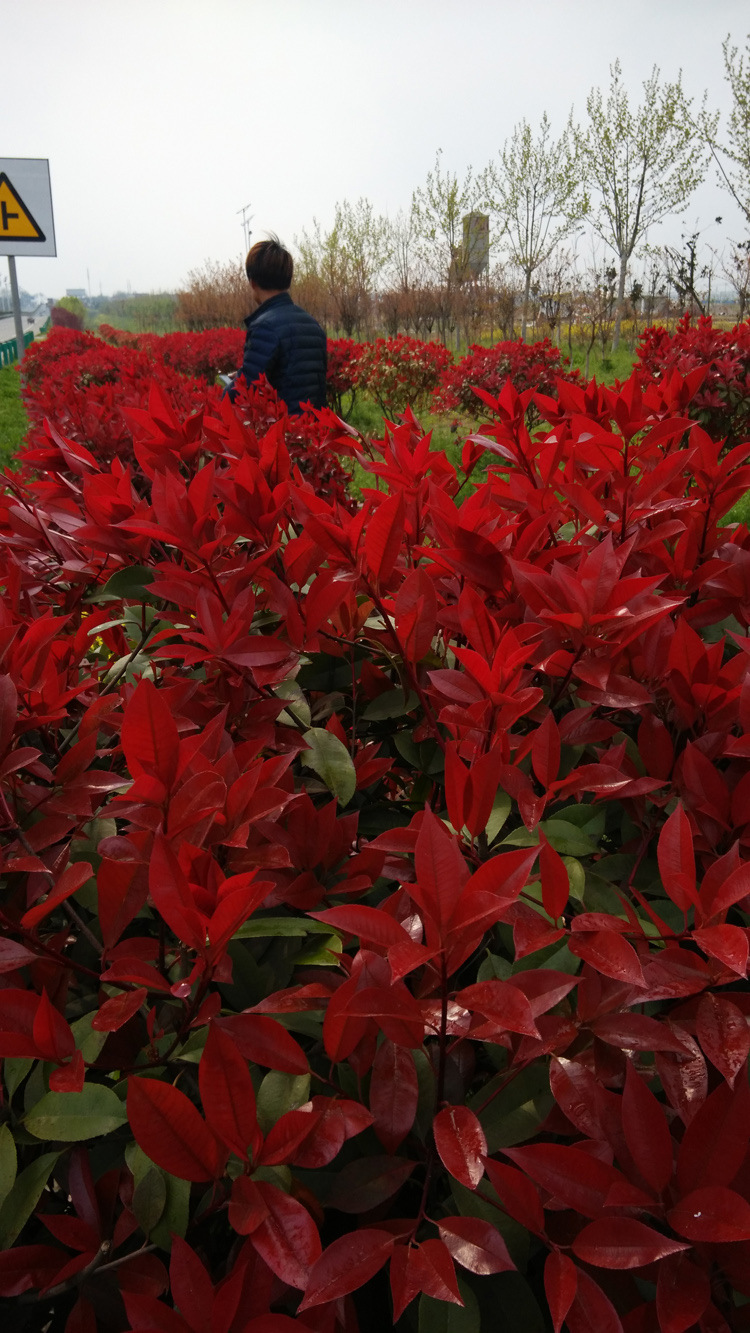批发卫矛小苗胶东卫矛卫矛胶东卫矛苗扦插床苗四季常青绿化