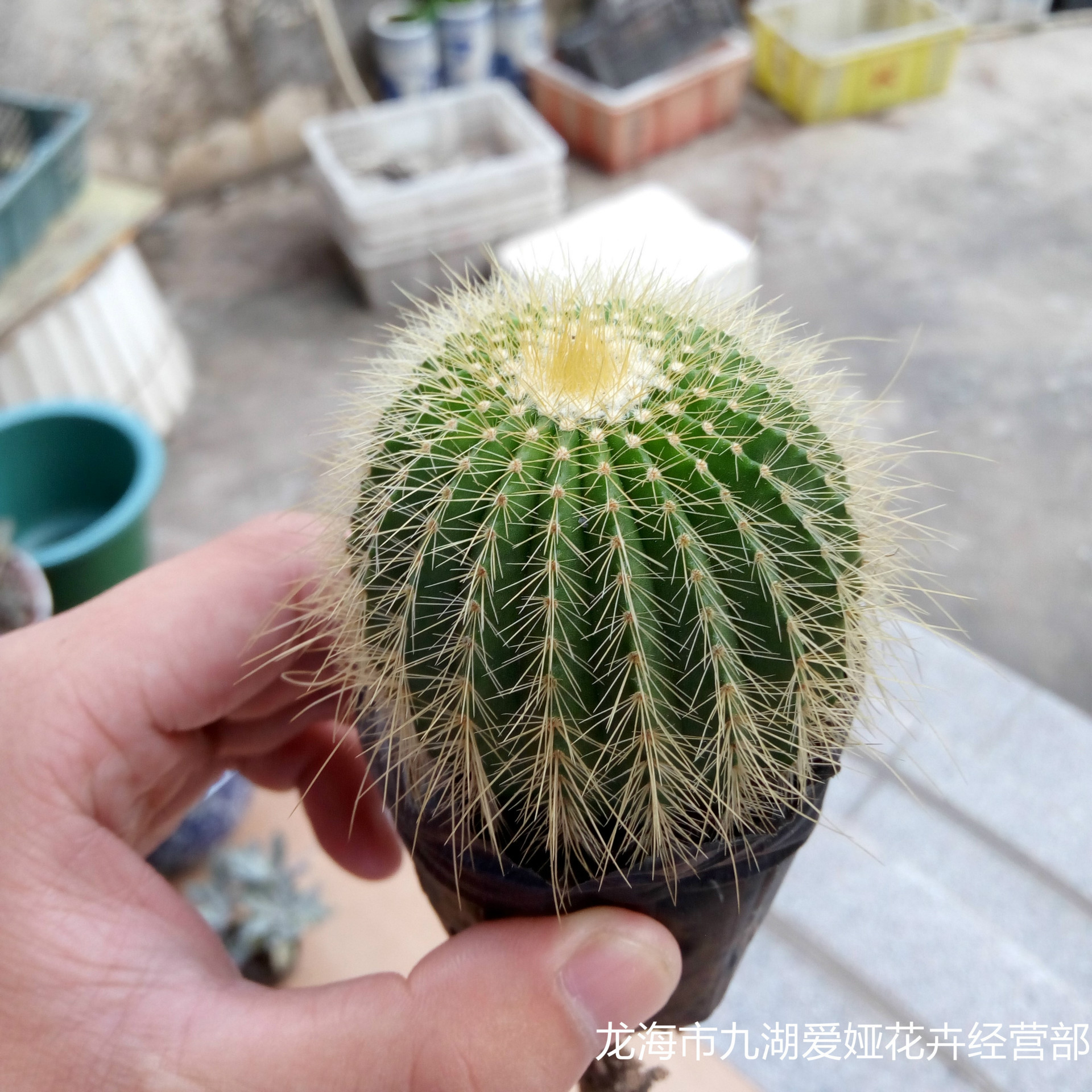 多肉植物批发-仙人掌小球-星星丸-金冠