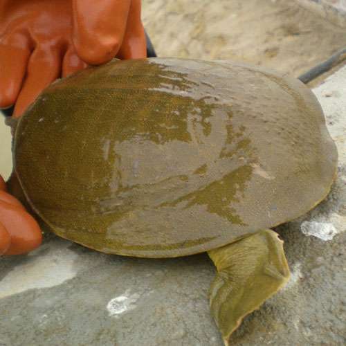 00≥100件湖南岳阳市【厂家】供应养殖鱼,虾,蟹,鳖,鳗等海淡水两用用