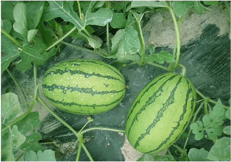 供应红小玉小西瓜种子早熟小果型高糖礼品小西瓜基地观光园