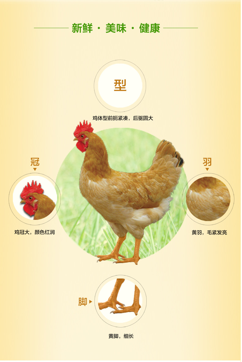 雪山黄鸡礼盒(1只装)冰鲜冷链 每周五预售发货 江浙沪包邮