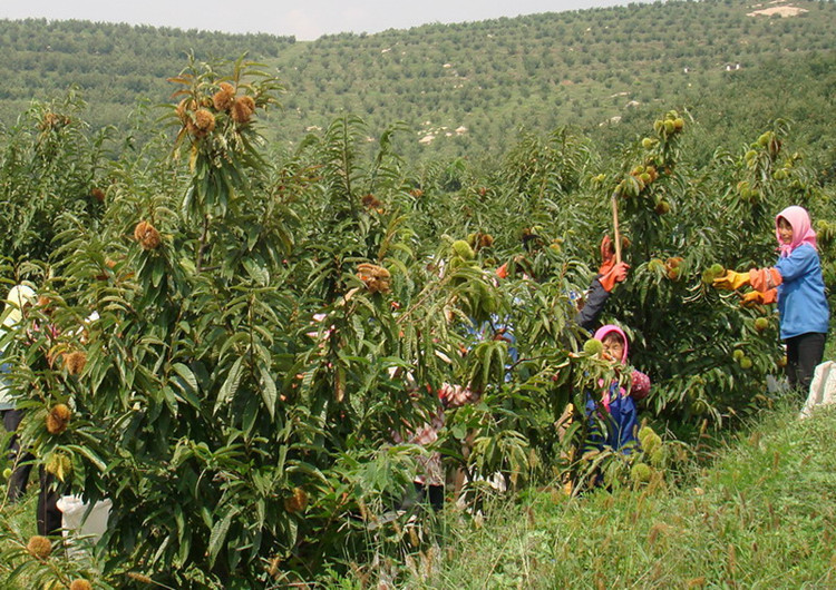 庭院果树苗 板栗苗 板栗树苗 大红袍板栗苗 嫁接苗 规格齐全
