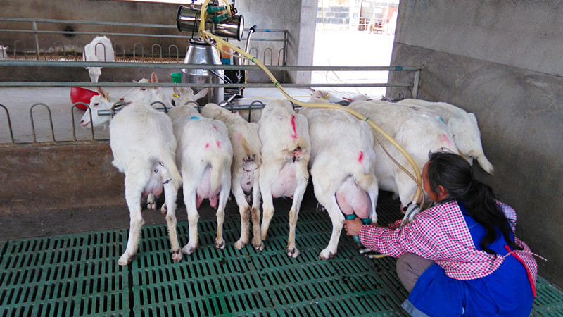 杭州地区羊粪有机肥常年供应