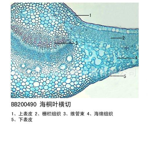 海桐叶横切