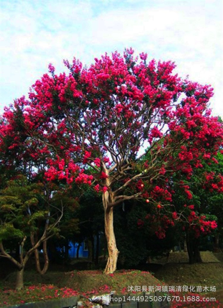 批发庭院别墅高档绿化苗木 百日红 红火箭紫薇 红花紫薇小苗