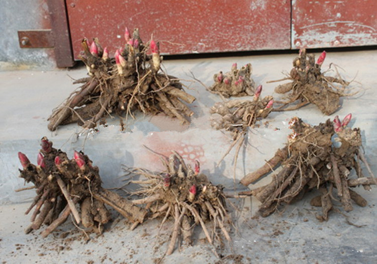 宿根观花植物芍药花苗 芍药种根 盆栽花卉 白雪 当年开花 包成活