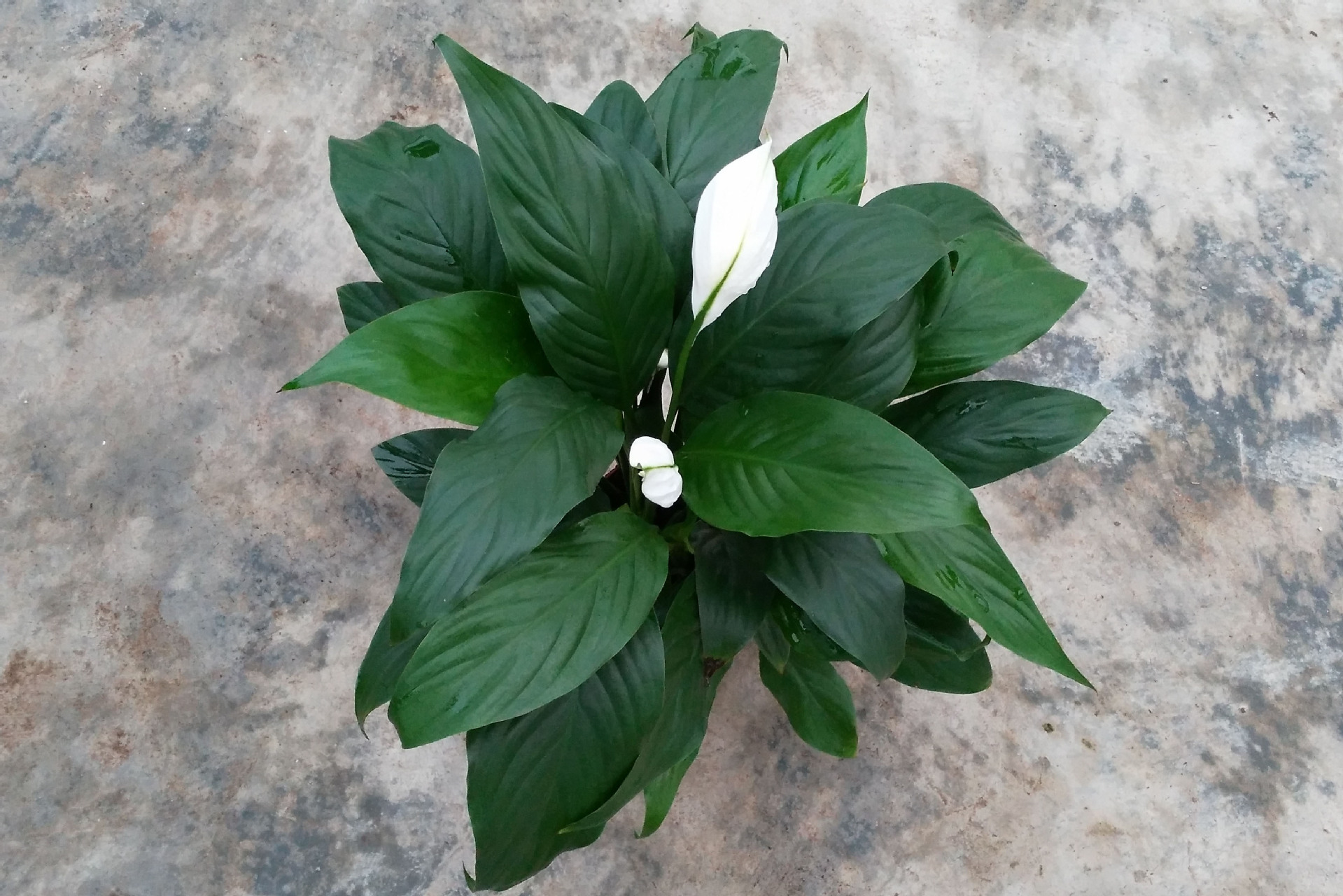 基地直销观花植物小盆栽净化空气吸甲醛a100美酒白掌