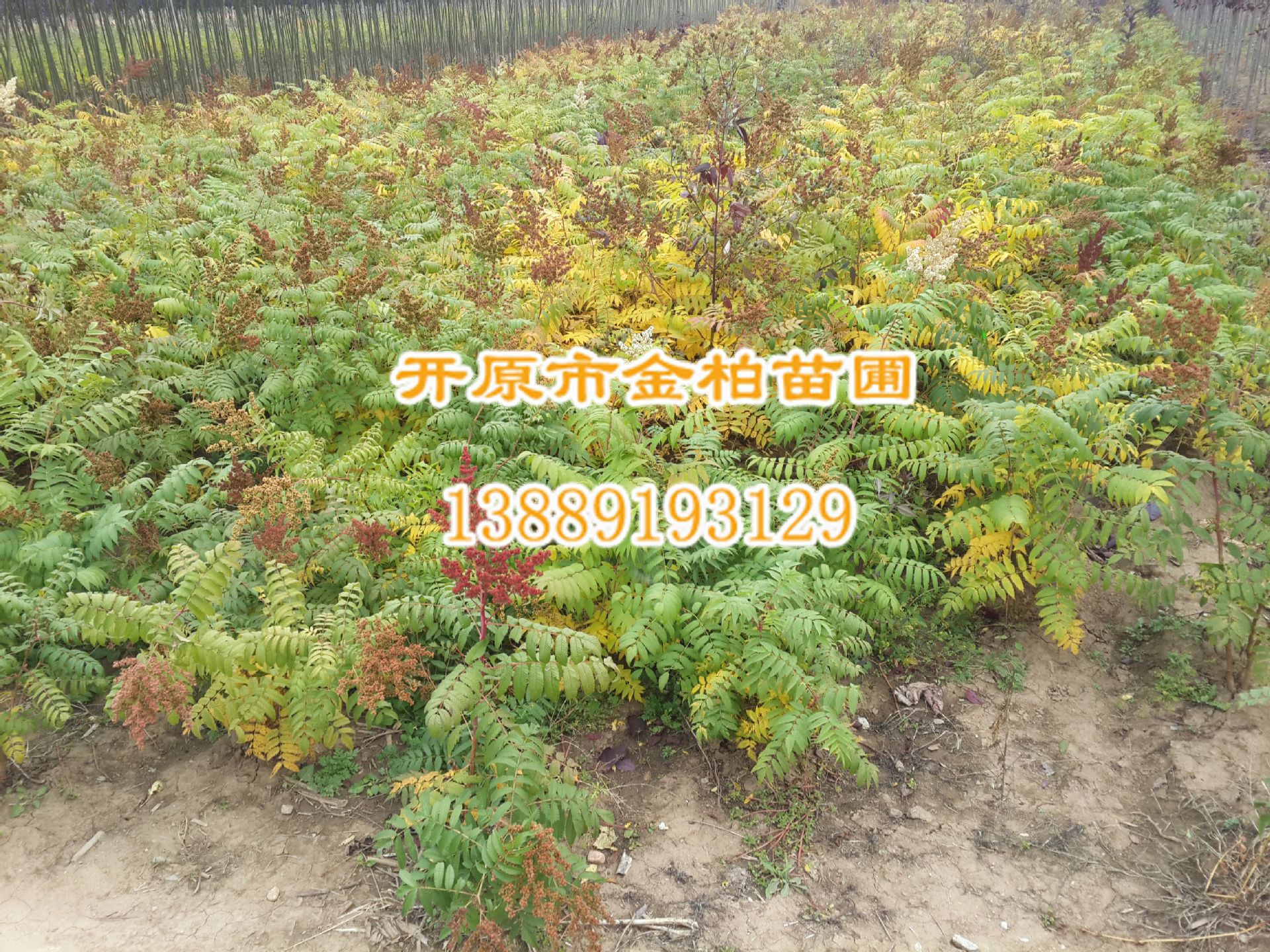 供应珍珠梅 东北珍珠基地价格 辽宁珍珠梅行情 丛生珍珠梅 小苗