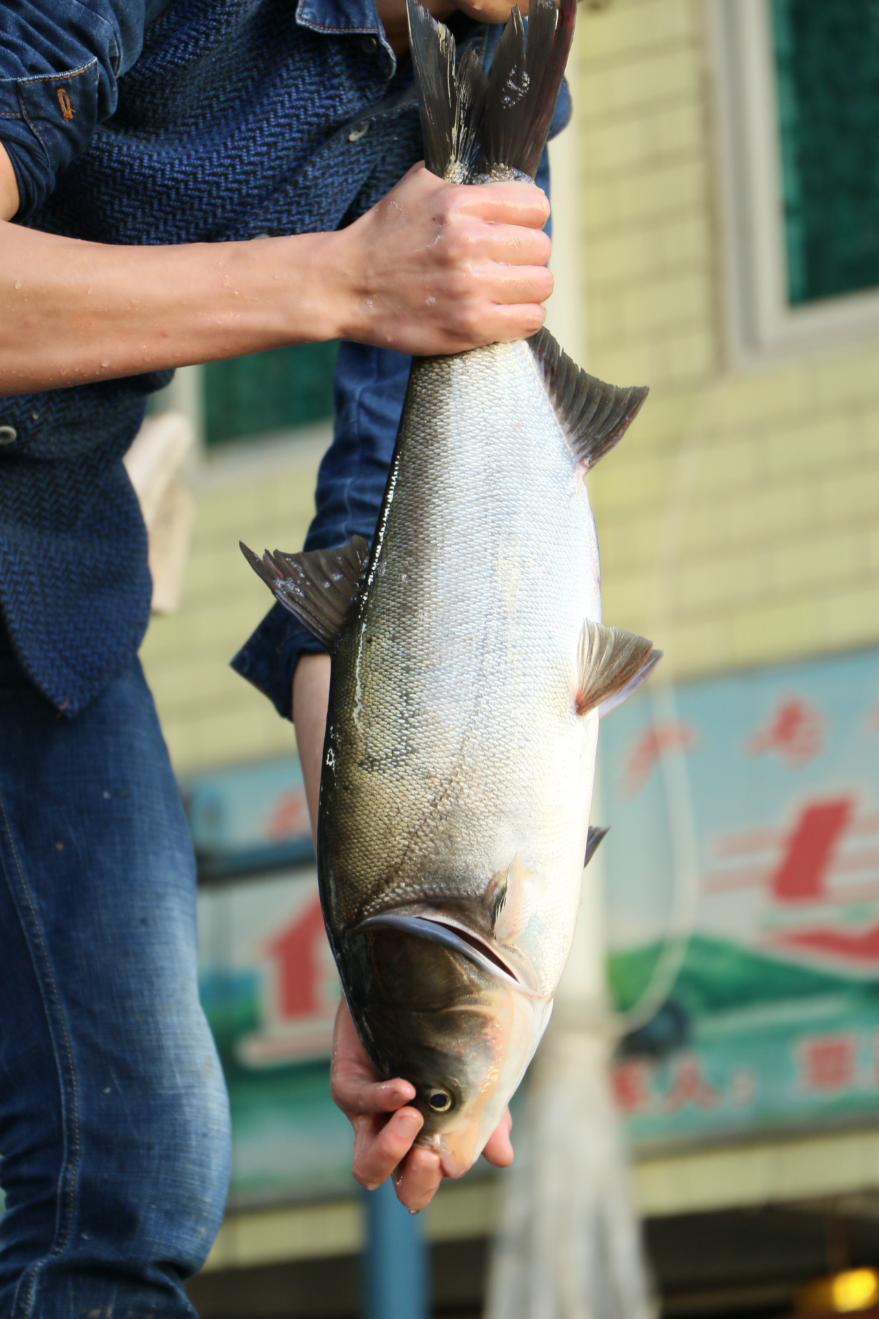 诚德水产 1-3斤白鲢鱼 新鲜活鱼 白鲢鱼尾 厂家直